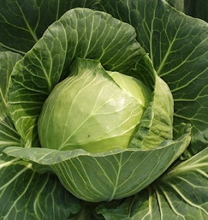 Семена капусты белокочанной Чемпион F1 (Champ F1)