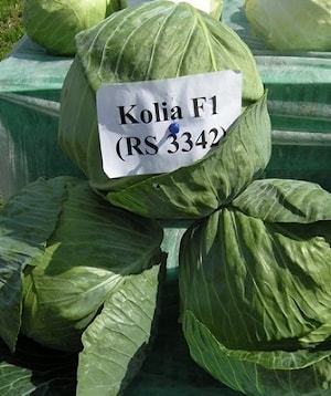 Семена капусты белокочанной Коля F1 (Калибра F1) (Kolya F1)  