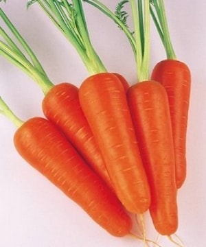 Семена моркови АБАКО F1 (Abaco)  