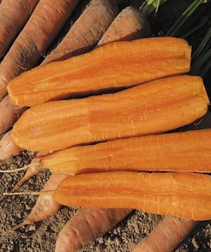 Семена моркови КАРБЕТА F1 (Carbeta F1)  