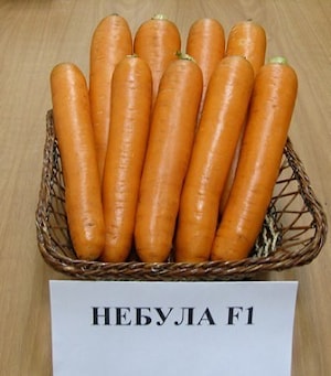 Семена моркови НЕБУЛА F1 (Nebula)  