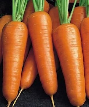 Семена моркови РОЙАЛ РЕКС (Royal Rex)  