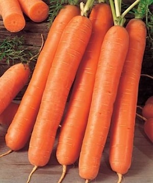 Семена моркови РОЙАЛ ФОРТО (Royal Forto)  