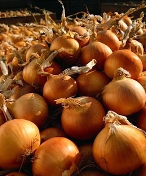 Семена лука репчатого БАРИТО F1 (Barito