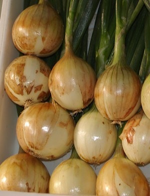 Семена лука репчатого Экзакта F1 (Exakta F1)