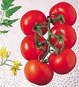 Семена томата индетерминантного АЛМАЗ F1 (Brilliant)  