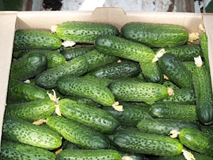 Семена огурца партенокарпического ГЕРМАН (Мирабель) F1 (Mirabelle)