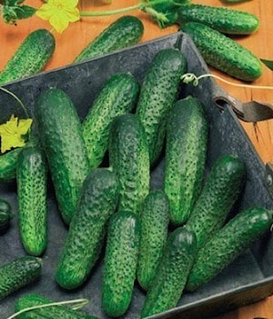 Семена огурца партенокарпического МАГДАЛЕНА F1 (Magdalena F1)