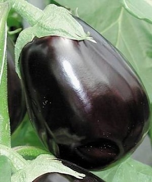 Семена Баклажан КЛОРИНДА F1 (Clorinda)