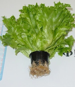 Семена салата ФРИЛЛИС (Frillice)