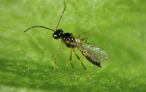 APHIcontrol- Aphidius colemani