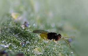ENCARcontrol -Encarsia formosa