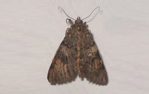 EPHEScontrol - Ephestia khueniella