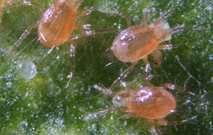 PHYTOcontrol --Phytoseiulus persimilis