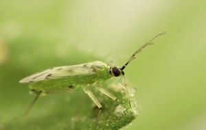 NESIDIOcontrol-- Nesidiocoris tenuis