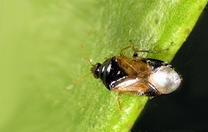 ORIcontrol-- Orius laevigatus