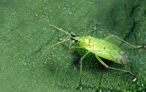 MACROcontrol-- Macrolophus pygmaeus